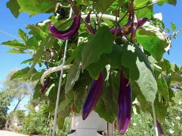 thai-eggplant-tower-garden
