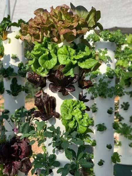 tower-farm-crop-selection
