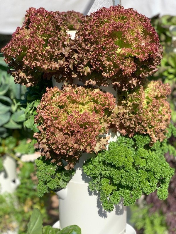 tower-farms-leafy-greens
