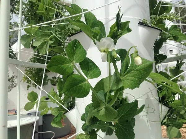 tower-garden-aeroponic-beans