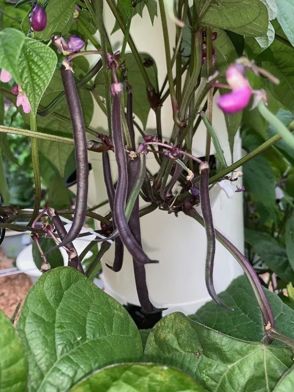 tower-garden-beans