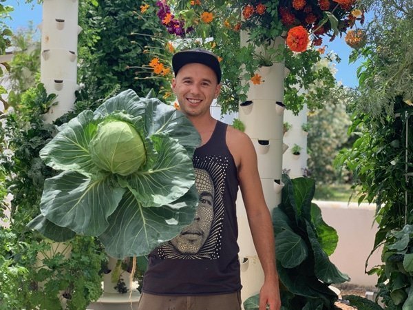 tower-garden-cabbage-hydroponic