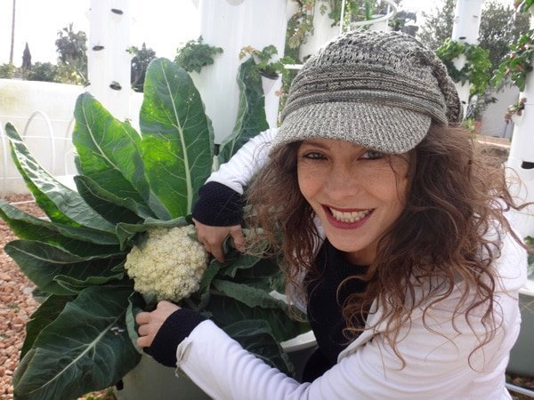 tower-garden-cauliflower-hydroponic