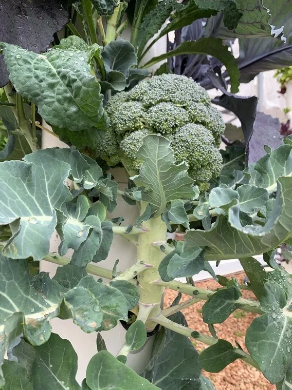 tower-garden-hydroponic-broccoli