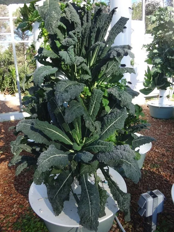 tower-garden-toscano-kale