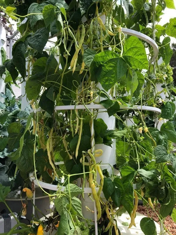 tower-garden-yellow-beans-2