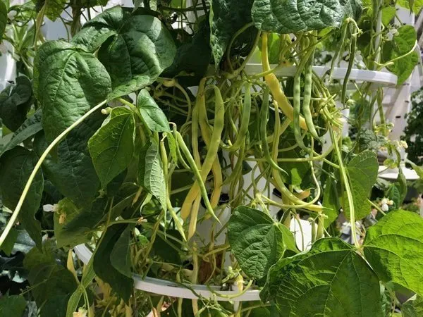 tower-garden-yellow-beans