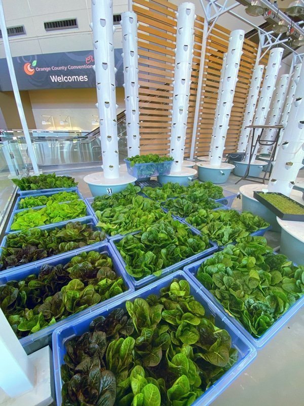 urban-smart-farms-harvest