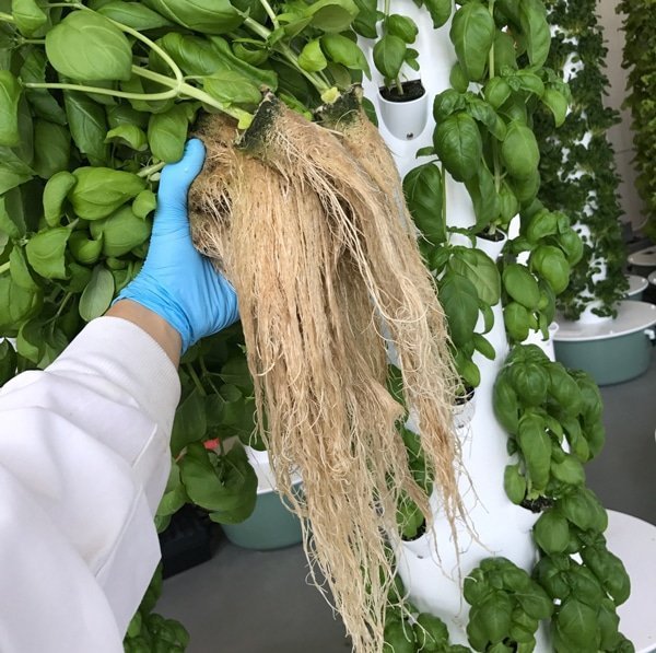 urban-smart-farms-roots