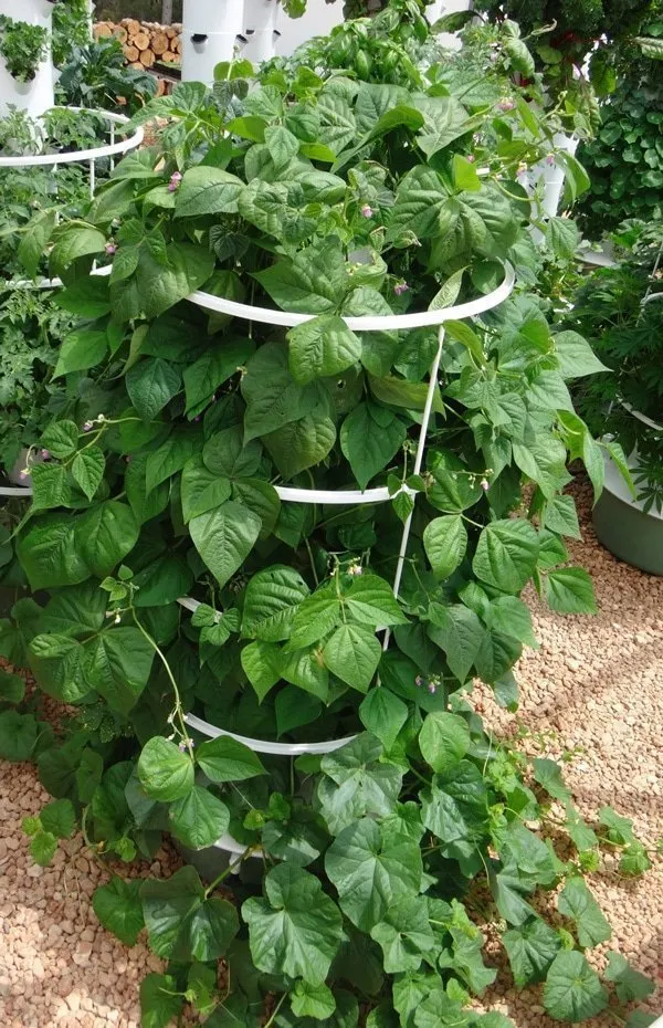 vertical-farming-beans