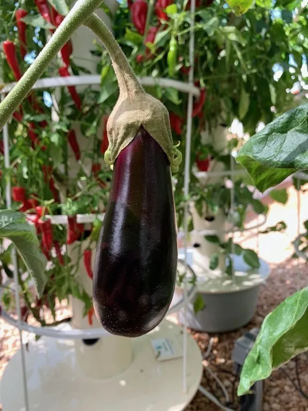 vertical-farming-eggplant