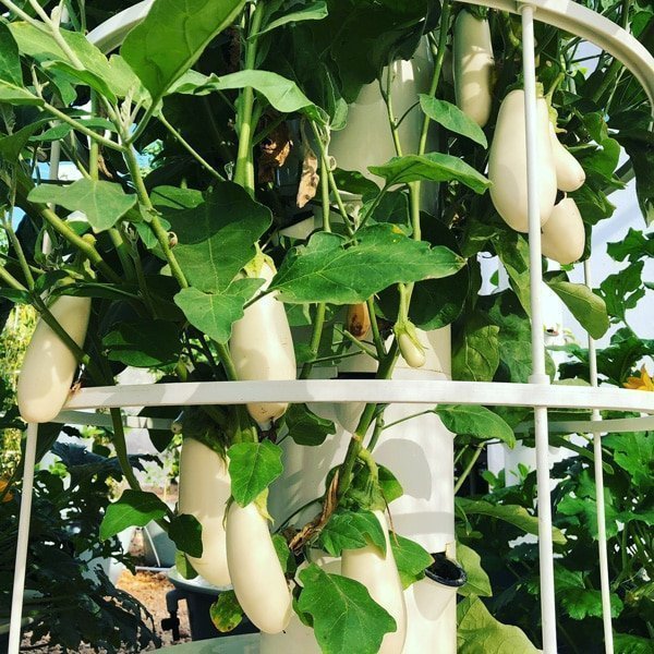 white-eggplant-tower-garden