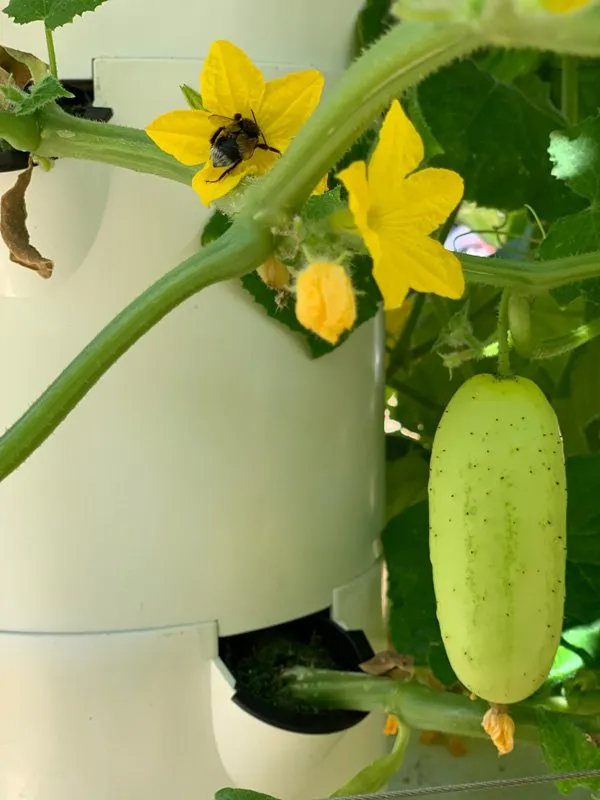 aeroponic-cucumbers