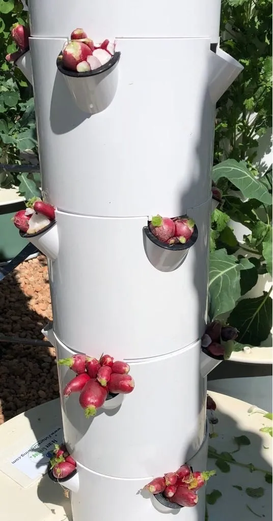 aeroponic-radish