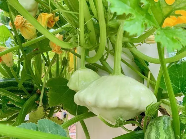 aeroponic-squash
