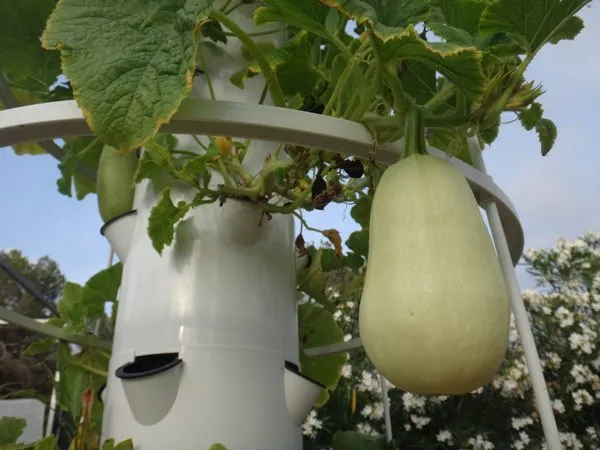 butternut-squash-tower-garden