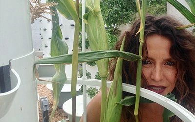 Growing corn on a Tower Garden