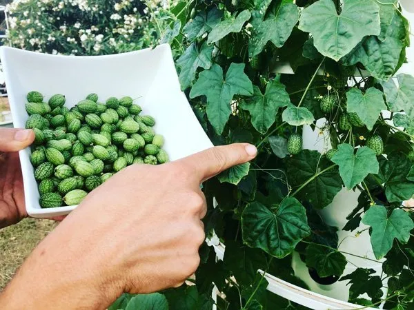 cucuamelons-tower-garden