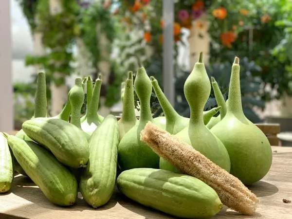 gourds-and-loofahs