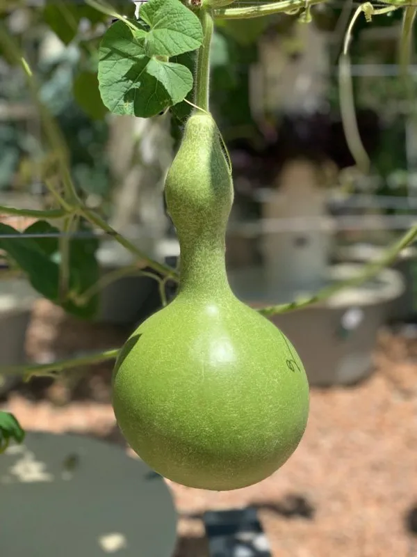 gourds-on-tower-garden