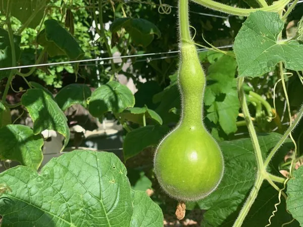 growing-gourds-vertical-farming