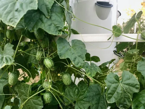 growing-hydroponic-cucamelons
