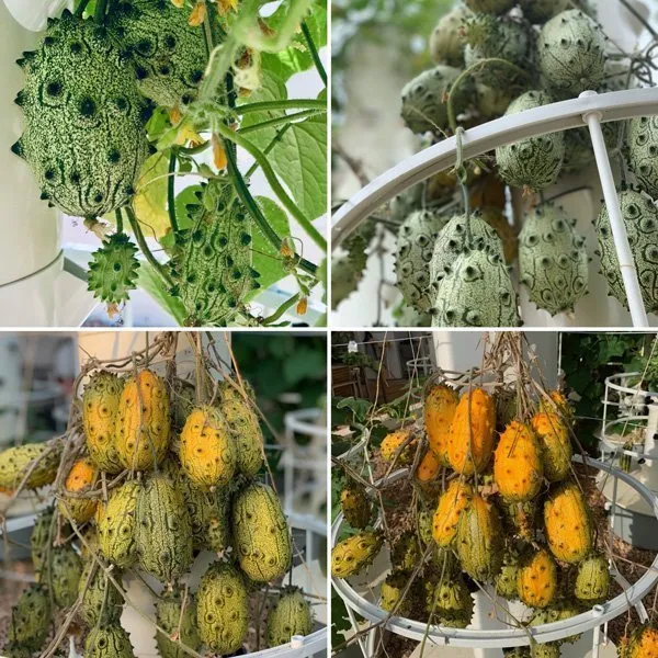 growing-hydroponic-kiwanos