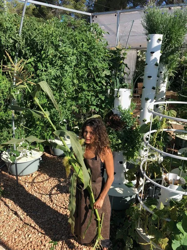 hydroponic-corn