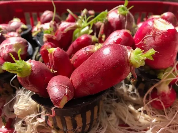 hydroponic-radish