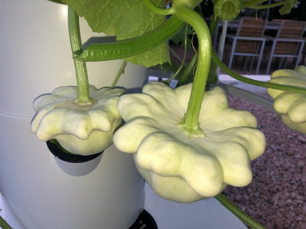 hydroponic-squash