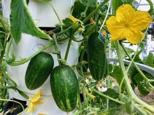 jackson-supreme-cucumbers-tower-garden