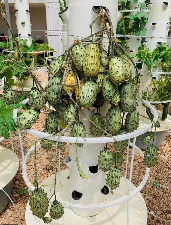 kiwano-grown-tower-garden