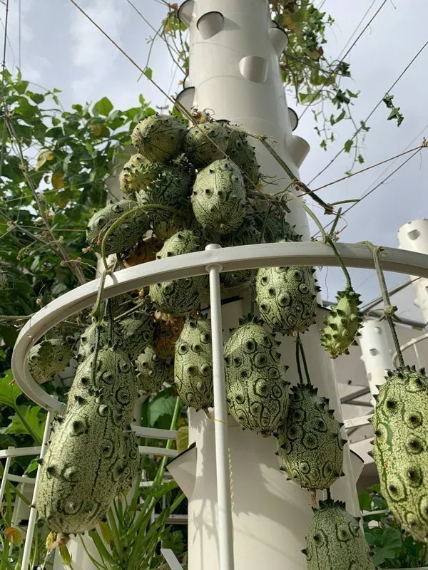 kiwanos-on-tower-garden