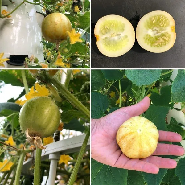 mandurian-lemon-cucumbers