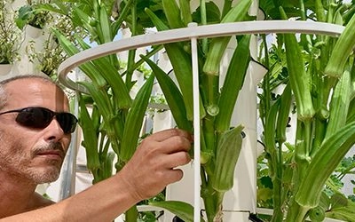 Okra op een Tower Garden