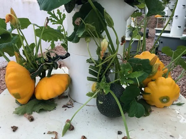 pattypan-squash-tower-garden