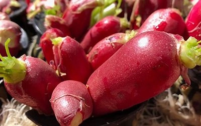 Radish on a Tower Garden