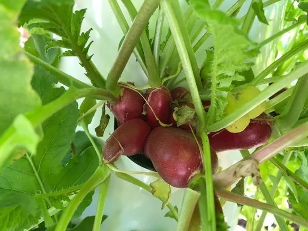 radishes-on-tower-garden