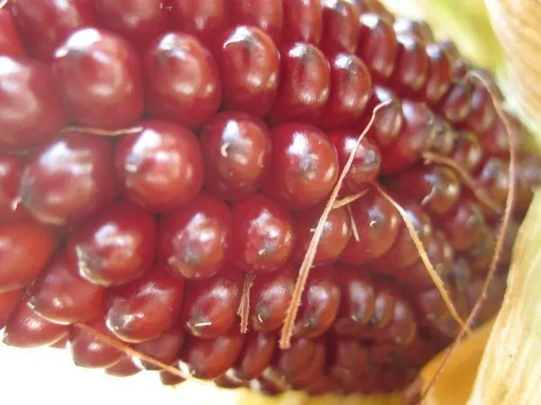 red-corn
