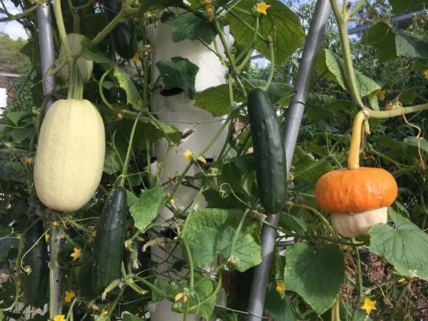 squash-on-tower-garden