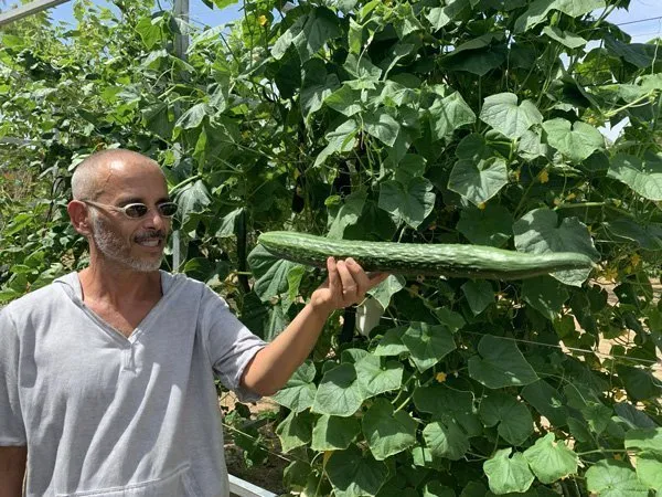 suyo-cucumbers-tower-garden