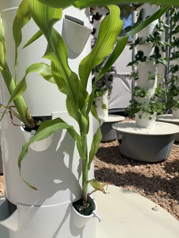 tower-garden-corn