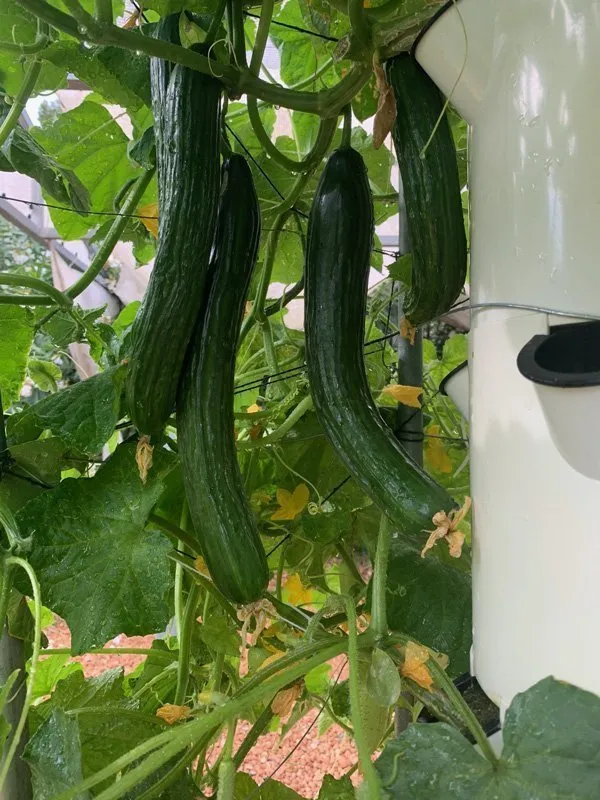 tower-garden-cucumber