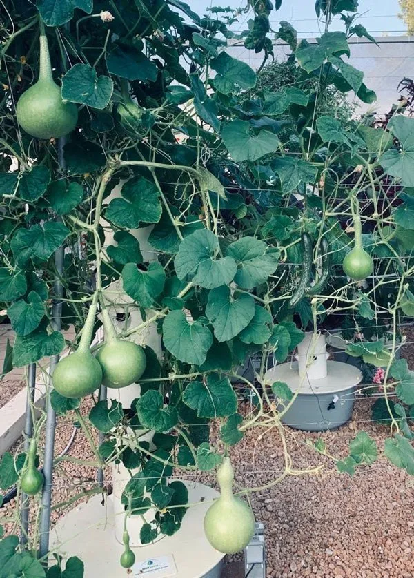 tower-garden-gourds