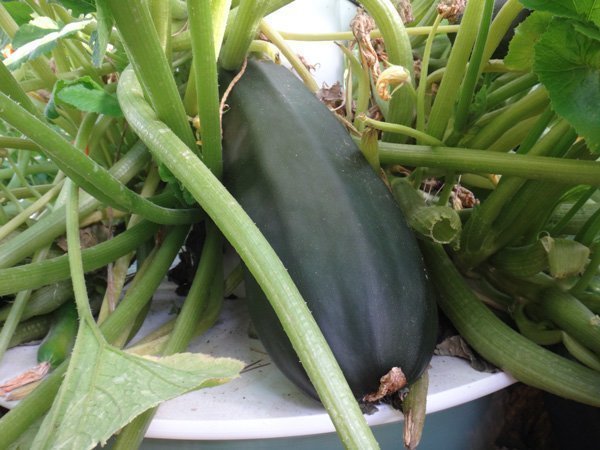 tower-garden-marrow