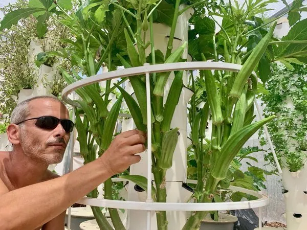 tower-garden-okra