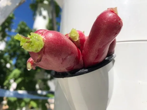 tower-garden-radish