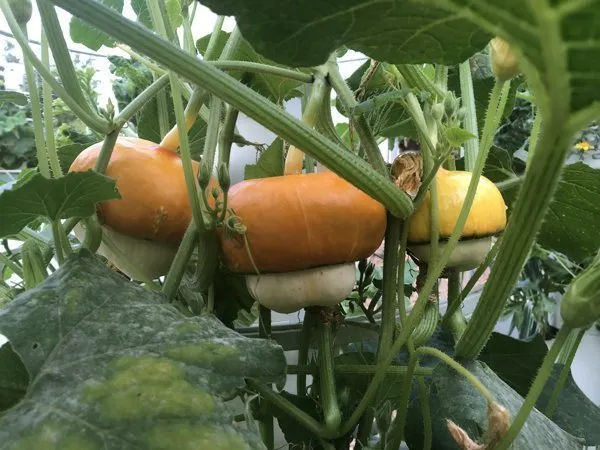 tower-garden-turban-squash