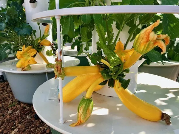 tower-garden-yellow-zucchini