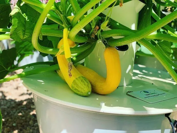 tower-garden-zephyr-zucchini